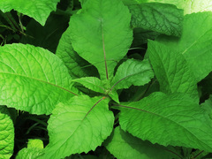 Carpesium macrocephalum