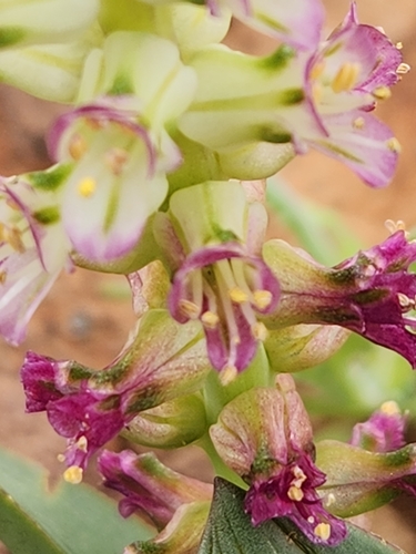 Lachenalia carnosa