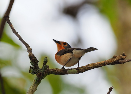 Palau Flycatcher (Myiagra erythrops), photo 2