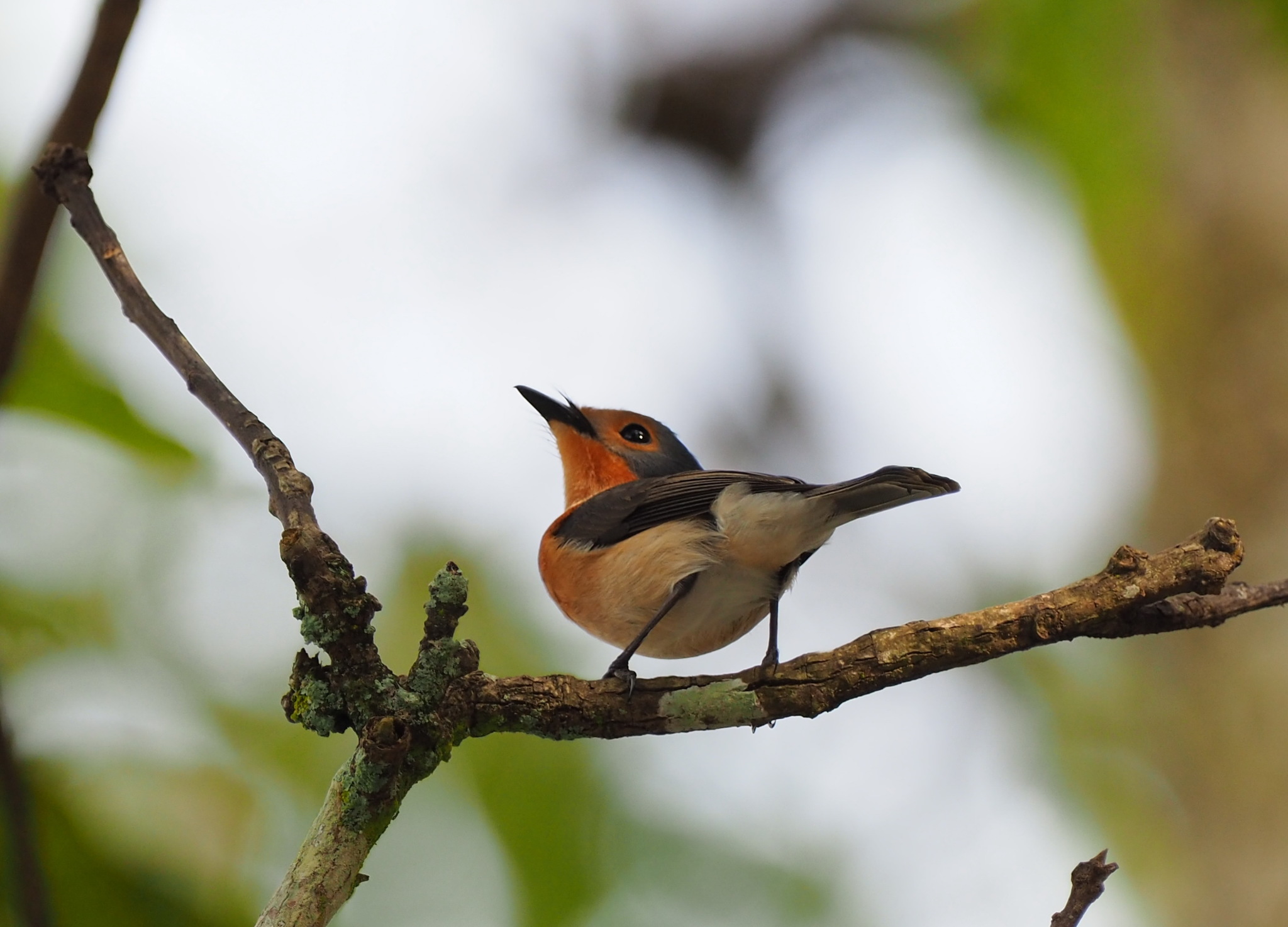 Palau Flycatcher (Myiagra erythrops), photo 2