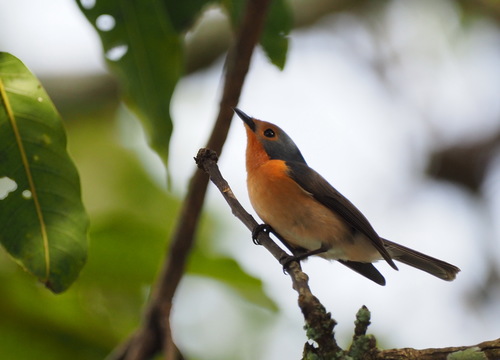 Palau Flycatcher (Myiagra erythrops), photo 4