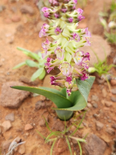 Lachenalia carnosa