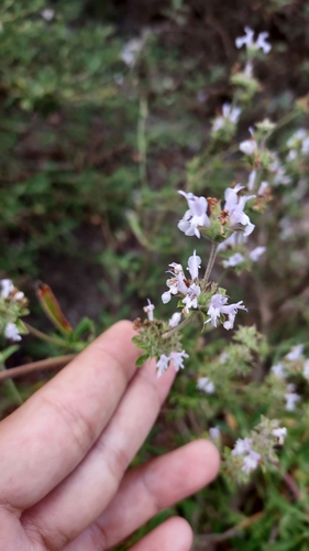 iNaturalist observation photo of black sage