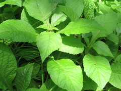 Carpesium macrocephalum