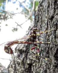 Labeninae