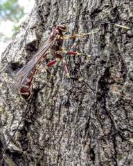 Labeninae