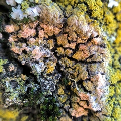 Erythricium aurantiacum