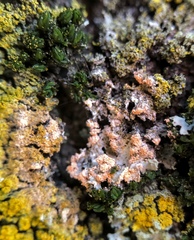 Erythricium aurantiacum