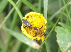 Calocoris nemoralis