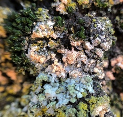 Erythricium aurantiacum