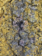 Erythricium aurantiacum