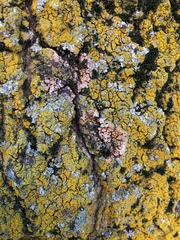 Erythricium aurantiacum