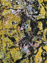 Erythricium aurantiacum