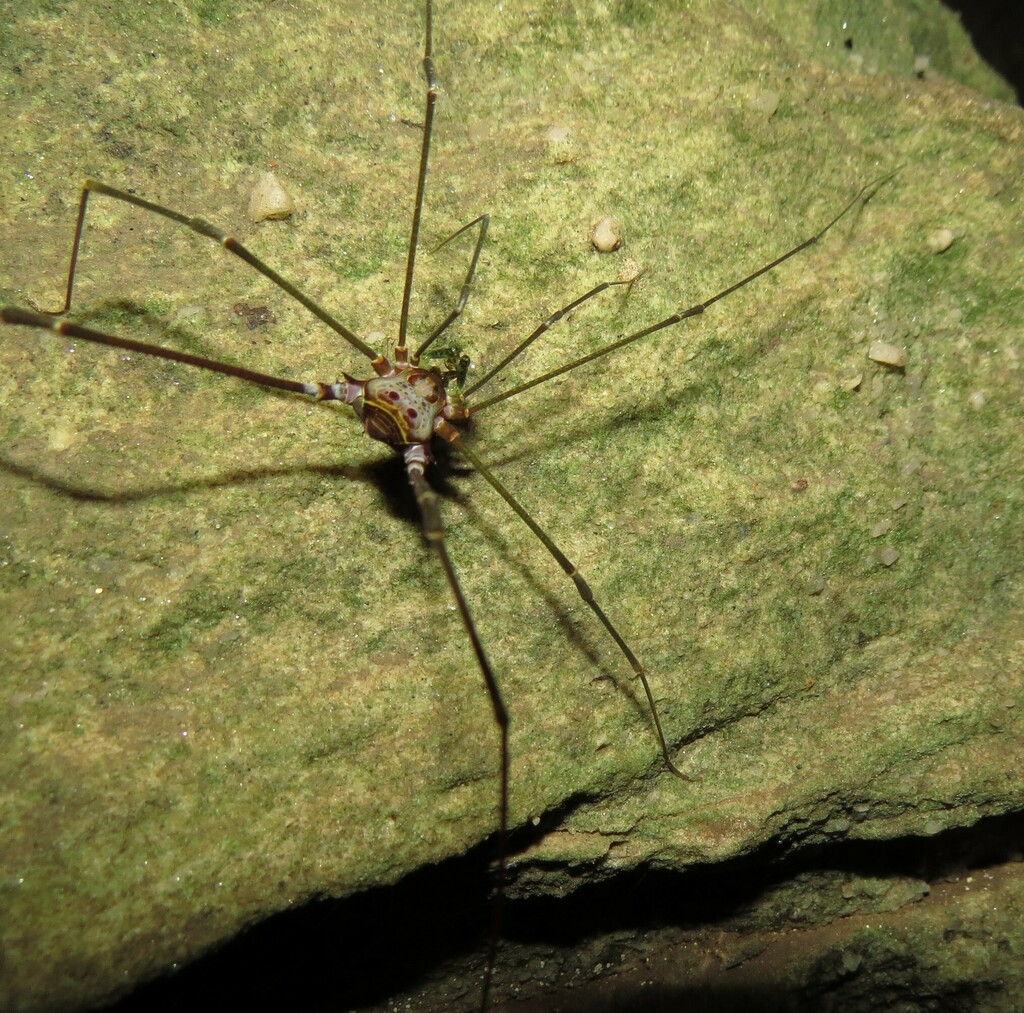 daddy longlegs