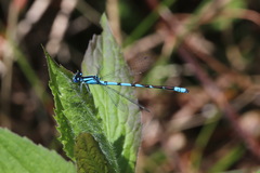 Enallagma laterale