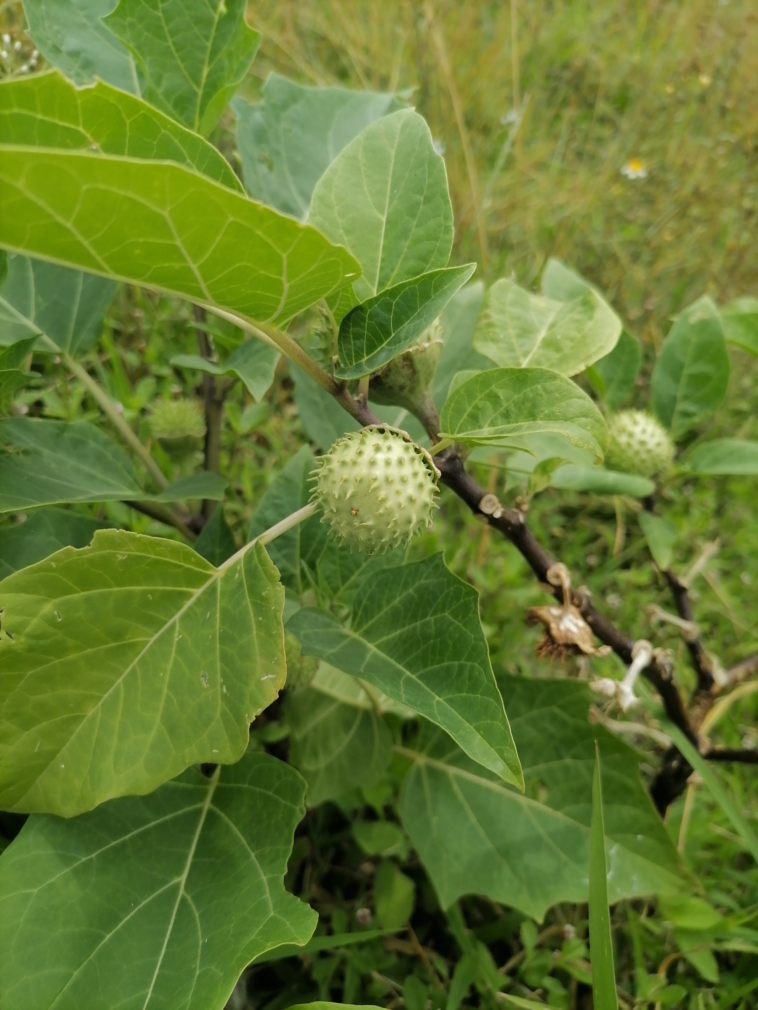 Datura metel — ảnh 3