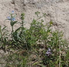 Mertensia lanceolata