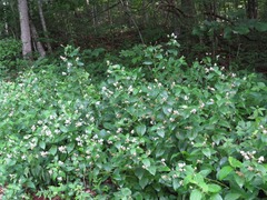 Ceanothus americanus americanus