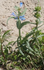 Mertensia lanceolata