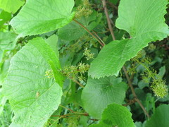 Vitis amurensis