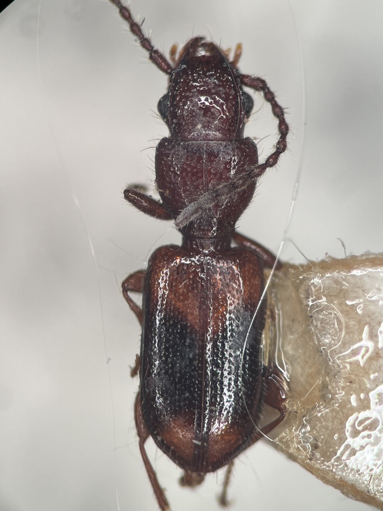 Cymbionotum fluviale