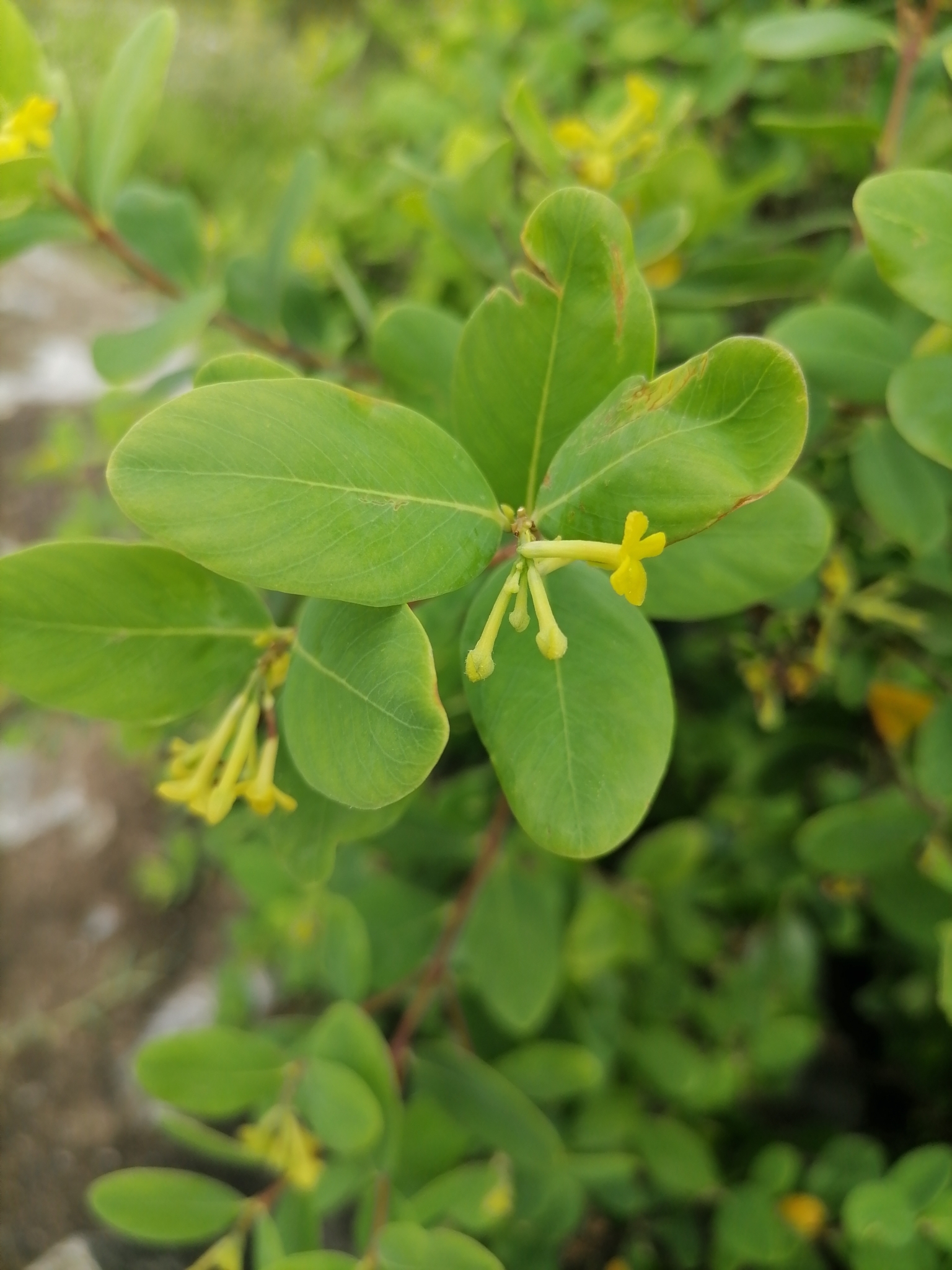 Wikstroemia indica (Wikstroemia indica)