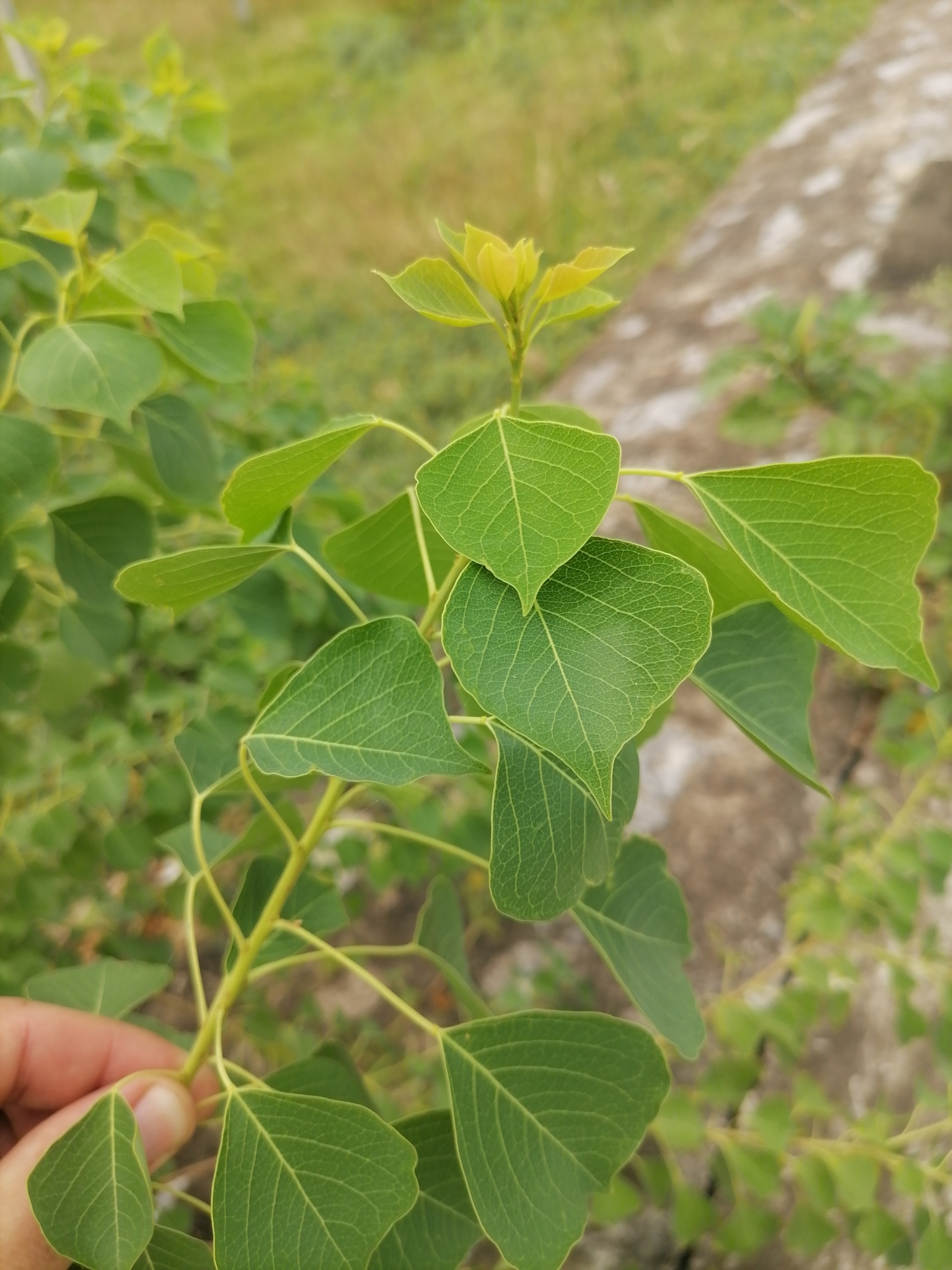 Triadica sebifera (Triadica sebifera)