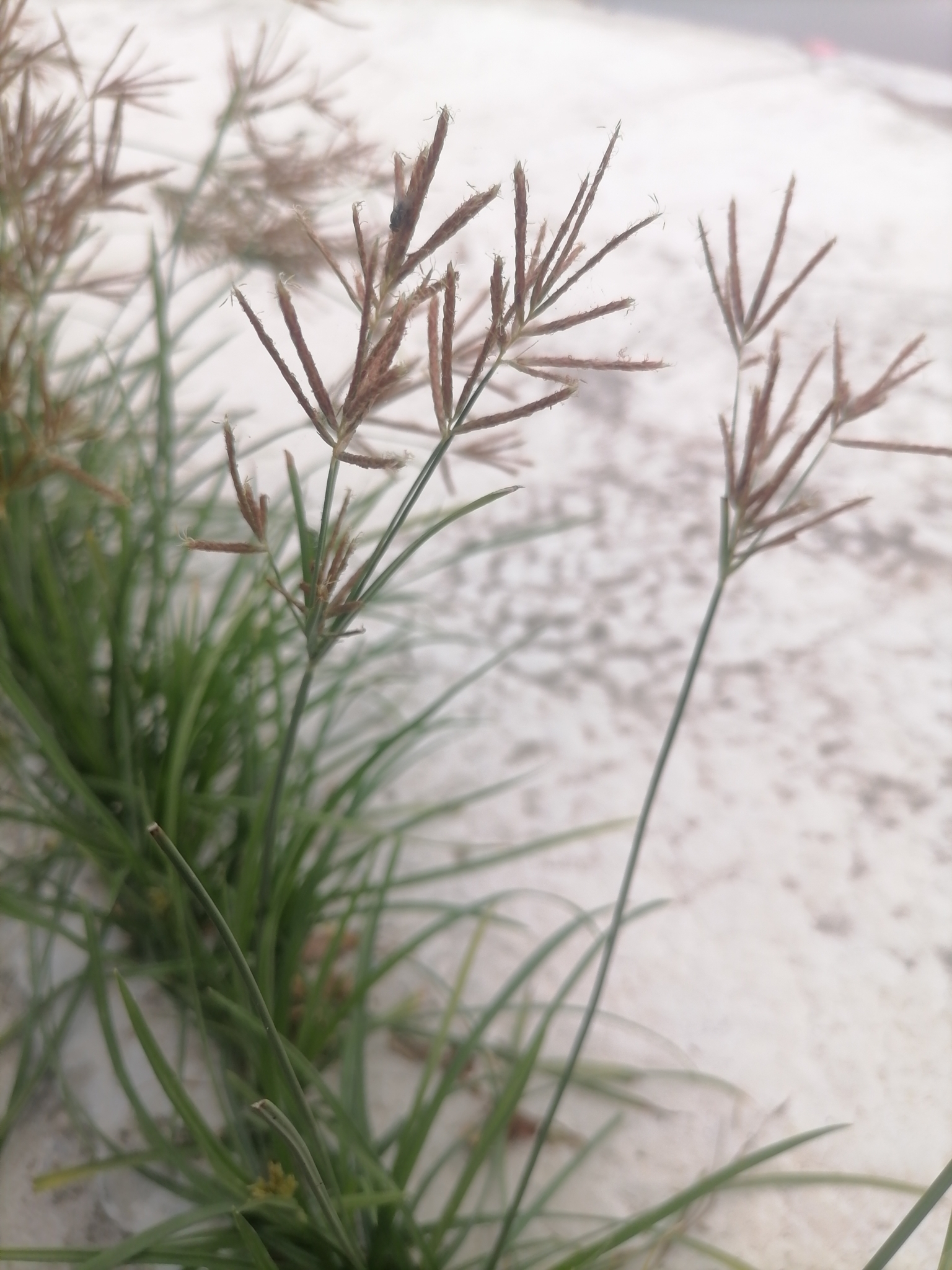 Cyperus rotundus — ảnh 2