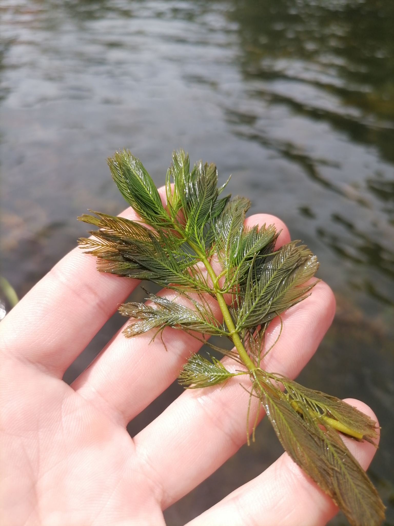 Myriophyllum spicatum (Myriophyllum spicatum)