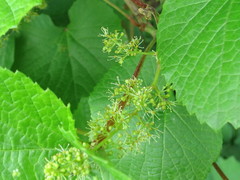 Vitis amurensis