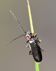 Rhagonycha angulata