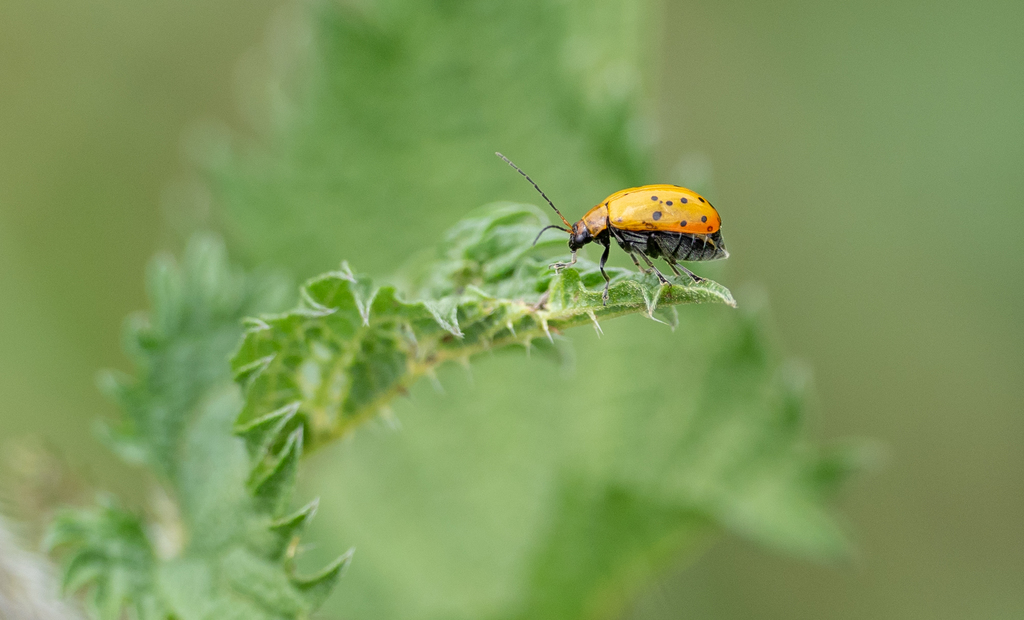 Candezea occipitalis
