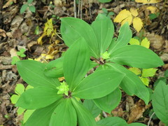 Lilium distichum