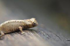 Brookesia