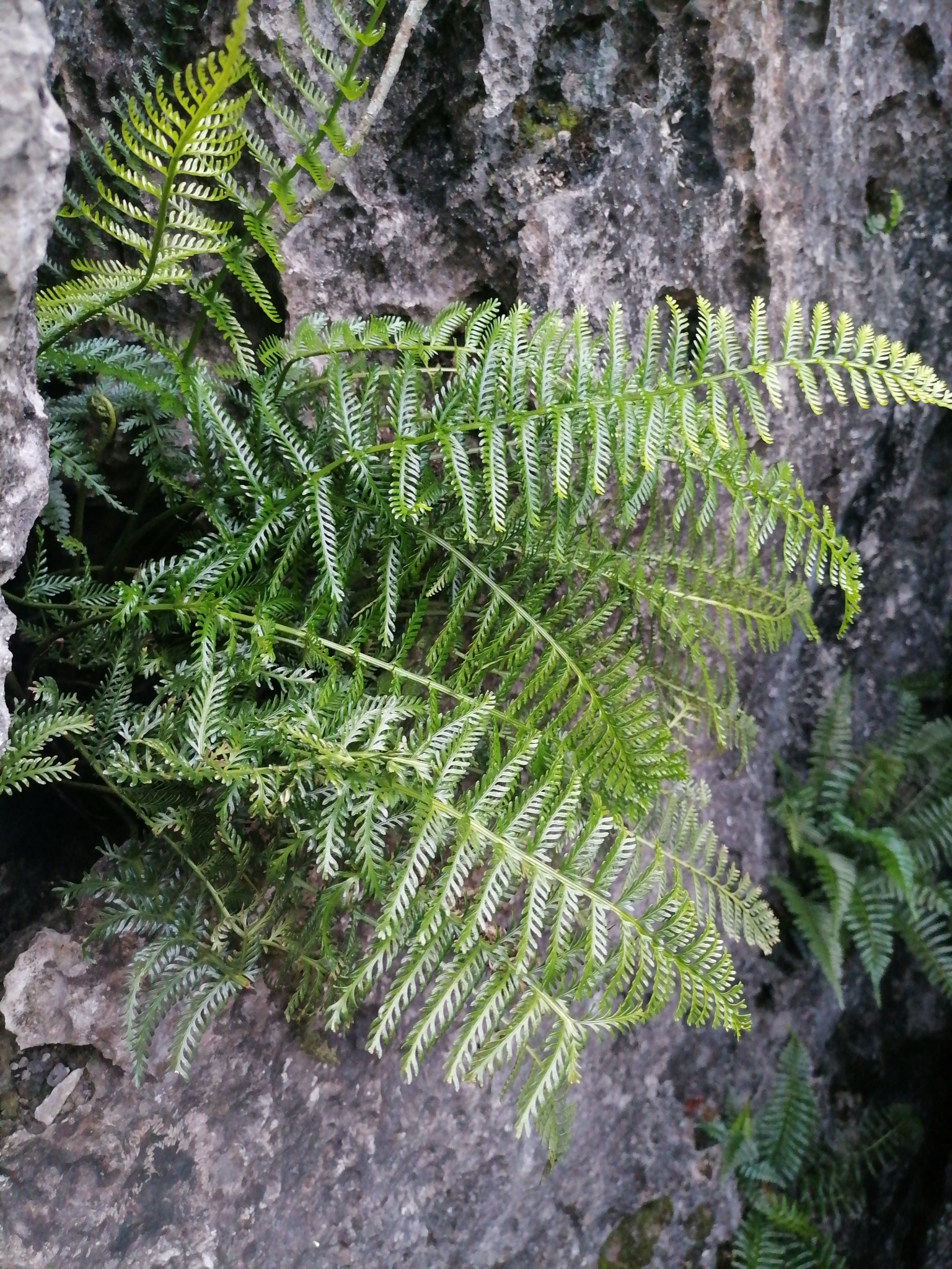 Asplenium thunbergii — ảnh 2