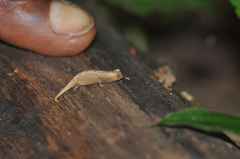 Brookesia