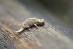 Brookesia