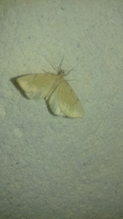 Gandaritis pyraliata