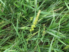 Carex leiorhyncha