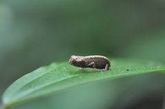 Brookesia