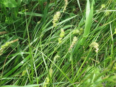 Carex leiorhyncha