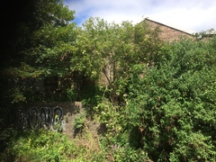 Heracleum mantegazzianum