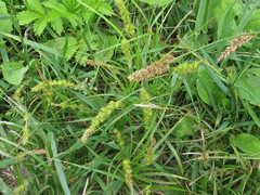 Carex leiorhyncha