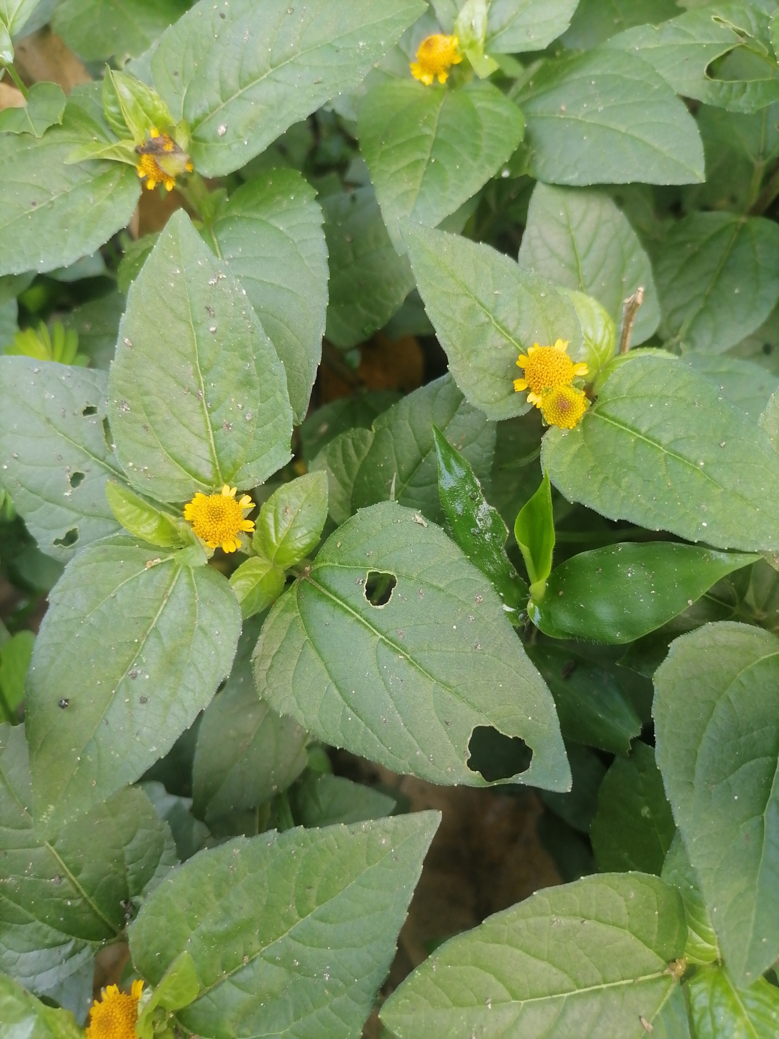 Acmella uliginosa — ảnh 3