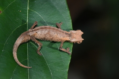 Brookesia stumpffi