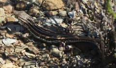 Pedioplanis burchelli