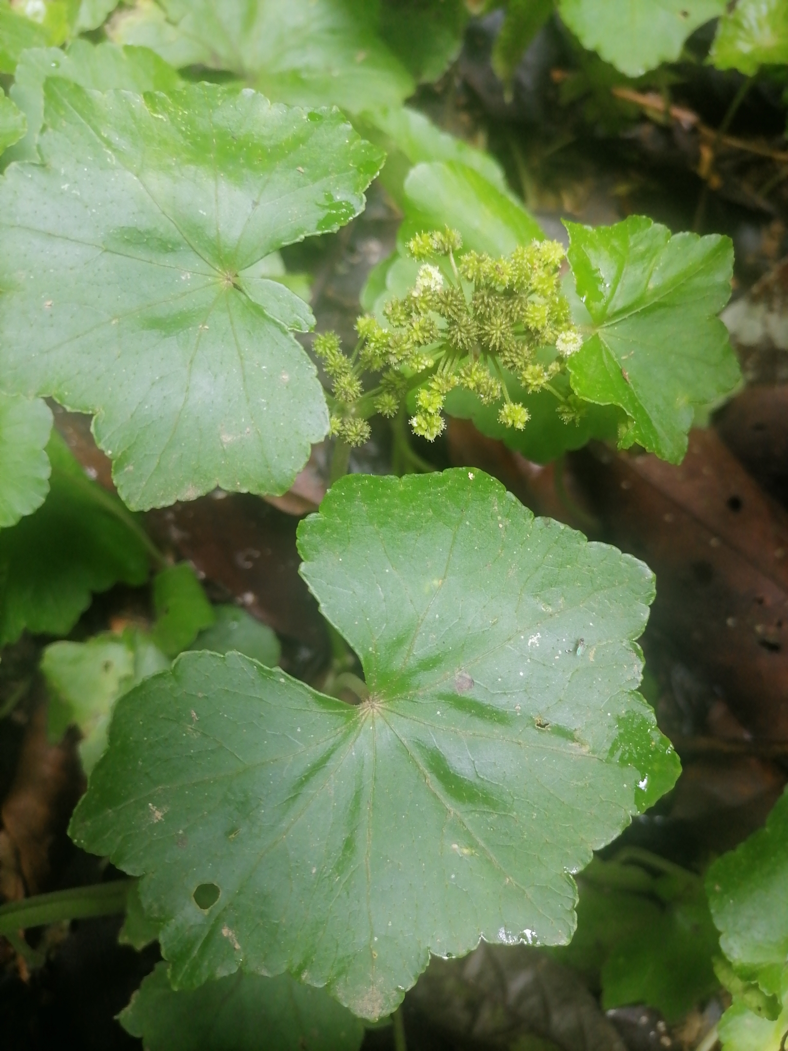 Hydrocotyle nepalensis — ảnh 2