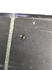 Closterotomus trivialis