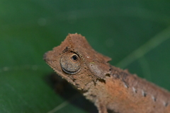 Brookesia stumpffi