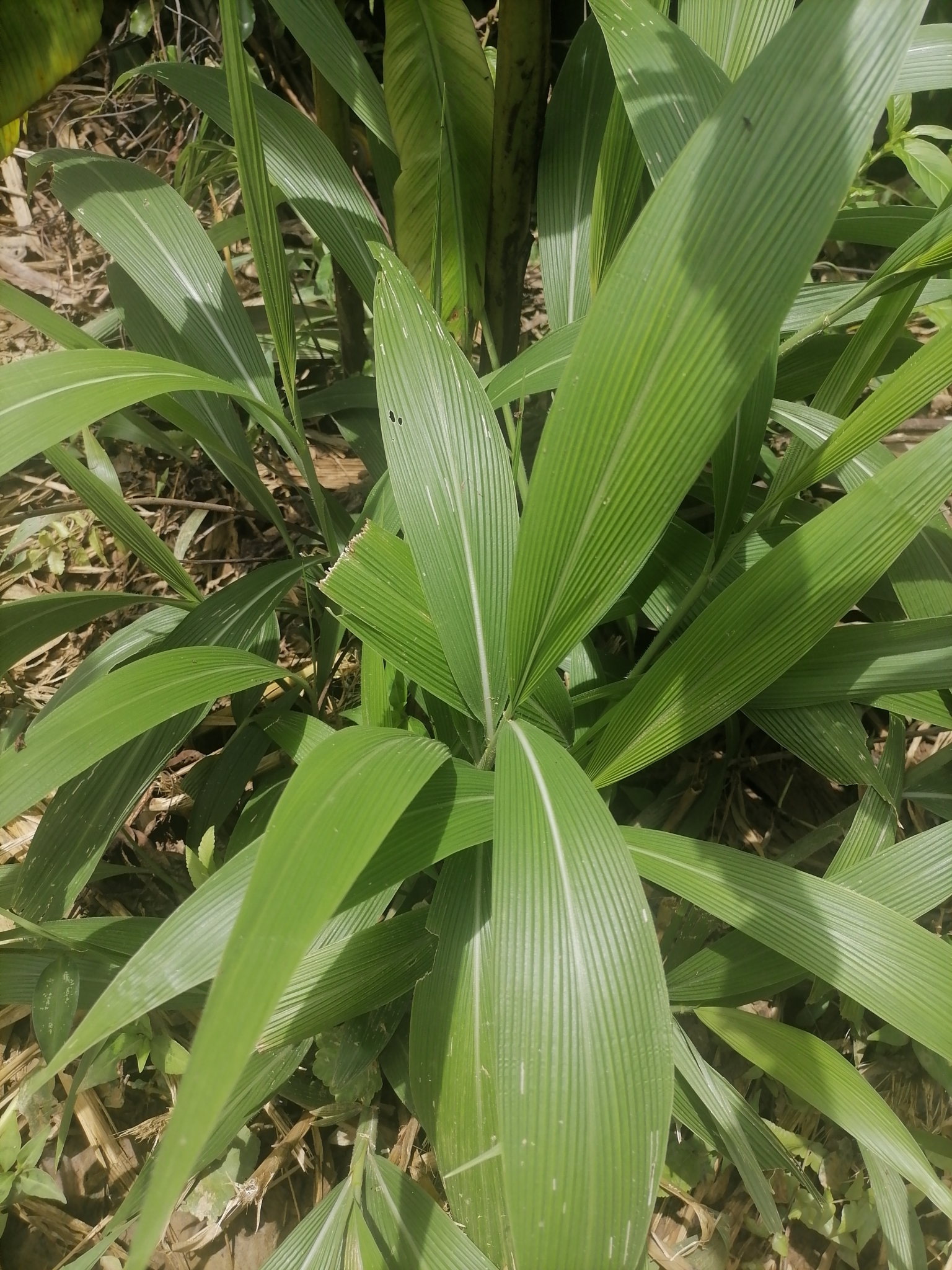 Setaria palmifolia — ảnh 2